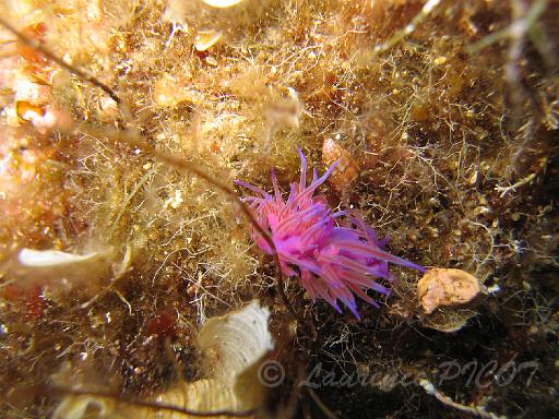 limace Flabellina affinis.JPG - Flabellina affinis